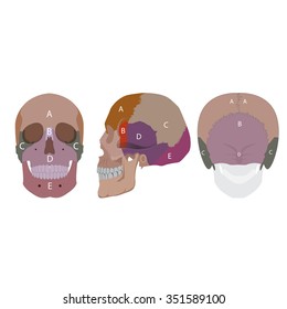 vector illustration of human head bones types. side front and back view