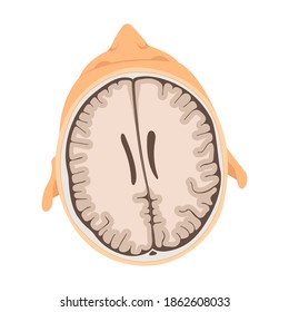 Vector illustration of human head and brain in section isolated on white background