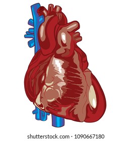 Vector illustration of human heart 01