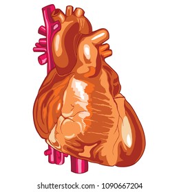 Vector illustration of human heart 02