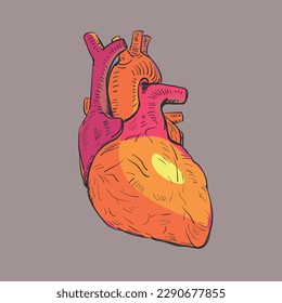 Vector illustration of human heart