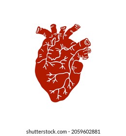 Vector illustration of a human heart. Anatomical heart isolated on white background. 