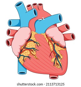 Ilustración vectorial, anatomía cardiaca humana 2d aislada en fondo blanco
