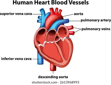 Vector illustration of human heart anatomy with labeled blood vessels, showcasing detailed structure and vibrant colors