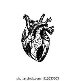 Vector illustration of human heart. Anatomy drawing made in graphic style with pen and ink.
