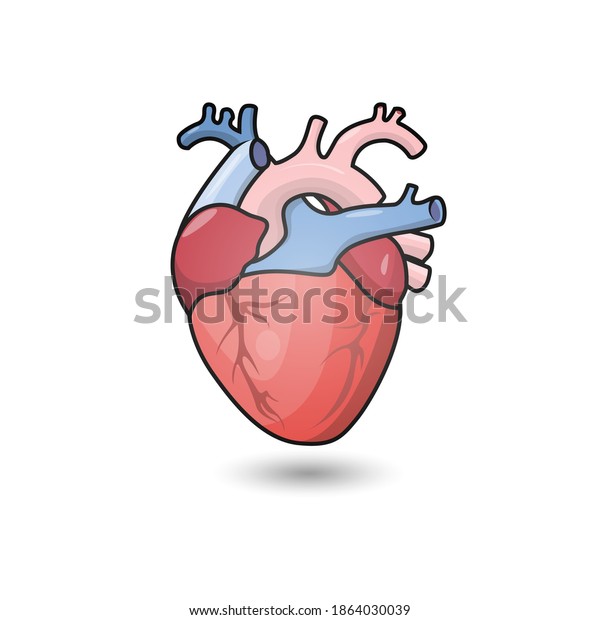 Vector Illustration Human Heart Anatomy Stock Vector Royalty Free Shutterstock