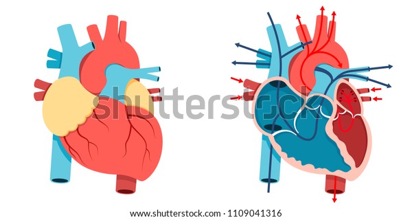 Vector Illustration, Human heart and Blood flow of \
human heart