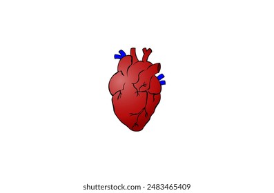 Vector illustration of a human heart on a white background