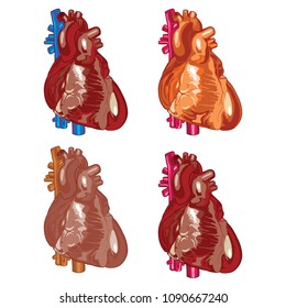 Vector illustration of human heart set