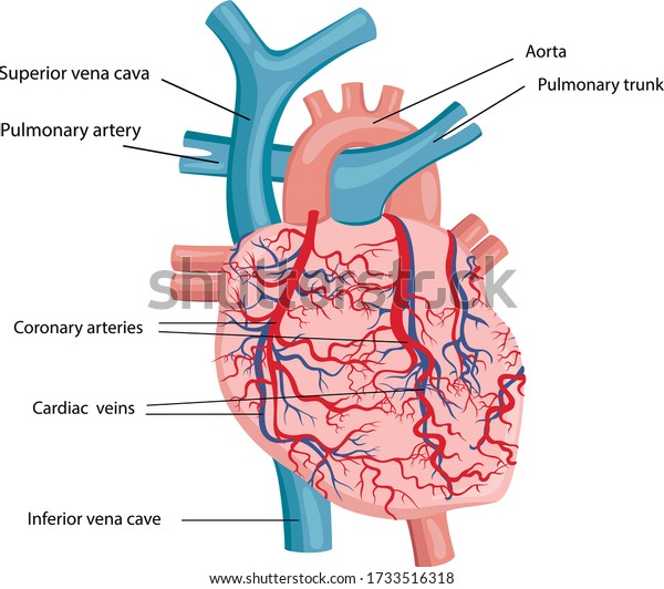 Vector Illustration Human Heart Structure Stock Vector (royalty Free 