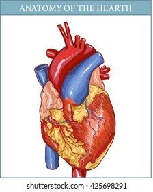 vector Illustration of  a  Human Hearth Anatomy 