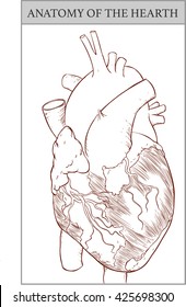 vector Illustration of  a  Human Hearth Anatomy 
