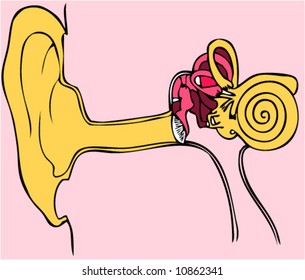 vector illustration of human internal ear
