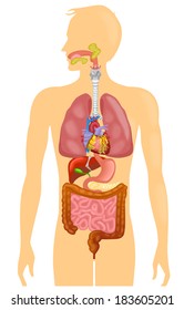 Рисунок организма человека с органами