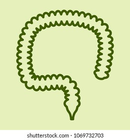 Vector illustration of human intestines in digestive system. Large and small intestine.