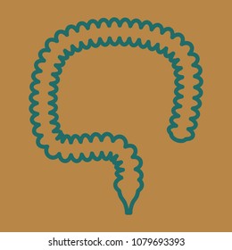 Vector illustration of human intestines in digestive system. Large and small intestine.