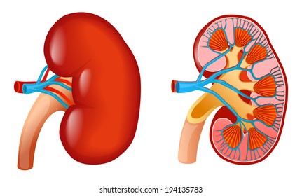 vector illustration of human kidney anatomy