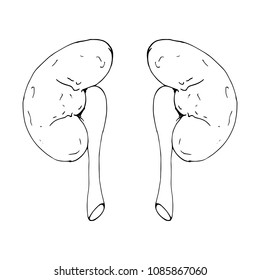 Vector illustration of a human kidney.  Hand drawn human kidney.