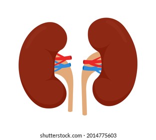 Ilustración vectorial del riñón humano. Órgano interno humano. Aislado sobre fondo blanco.