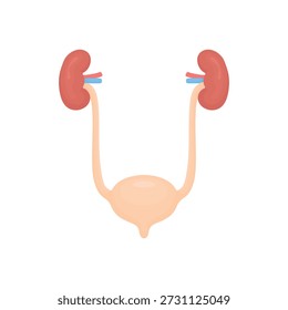 Vector illustration of human kidney and urinary bladder isolated on white background. Clear visual concept of urinary system, health awareness, body function, internal organs and educational or infographic use.