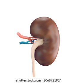 Vector illustration of human kidney with vessels isolated on white