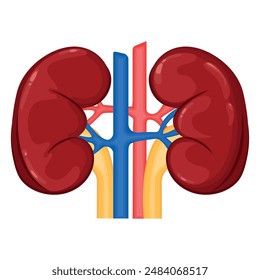 Vector illustration of human kidneys. The concept of organs for study for medical and biological purposes. Picture for books, magazines and articles