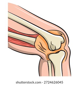 Vector illustration human knee joint side view showing anatomical structure bone ligaments cartilage medical reference and educational health anatomy themed artwork