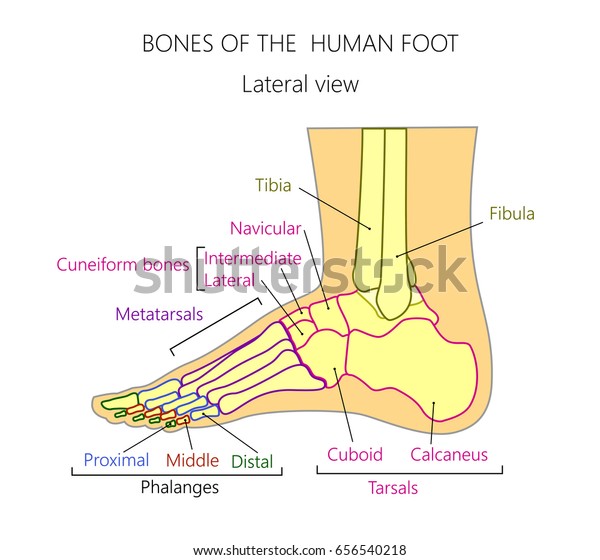 Vector Illustration Human Leg Denominations Bones Stock Vector Royalty Free 656540218