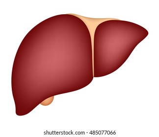 Healthy Human Liver Vector Illustration Isolated Stock Vector (Royalty ...