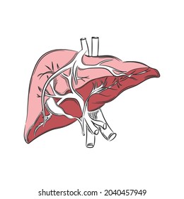 Vector illustration with human liver. Human anatomy.