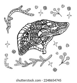 Vector illustration of a human liver. Colouring book for adults anti-stress. Stylised illustration of black and white human liver, internal organs