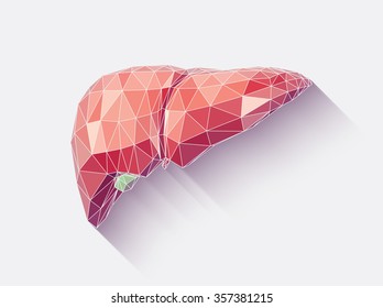 Ilustración vectorial del hígado humano con efecto de geometría faceteado de baja polilla