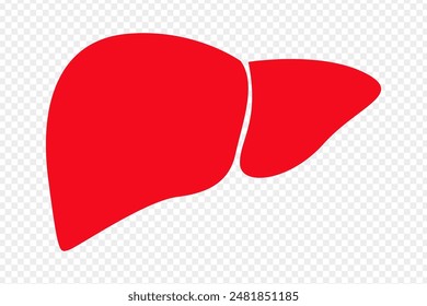Vector illustration of human liver on transparent background