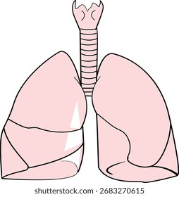 Ilustración vectorial de la anatomía humana de los pulmones en estilo plano, aislado en el fondo blanco