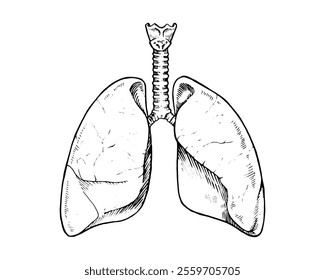 Ilustração vetorial de pulmões humanos em estilo vintage. Possui anatomia respiratória, incluindo traqueia e alvéolos, para uso médico ou de saúde. Destaca a função respiratória e pulmonar