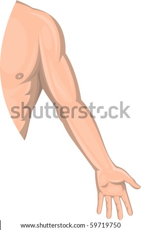 vector illustration of a Human male arm left side isolated on white background.