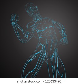 Vector Illustration of Human Muscle Anatomy