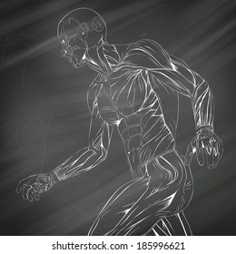 Vector Illustration of Human Muscle Anatomy