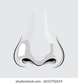 Vector illustration of human nose with fine lines
