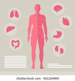Vector Illustration of Human Organs