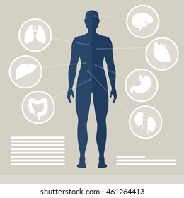 Vector Illustration of Human Organs