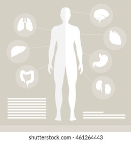 Vector Illustration of Human Organs