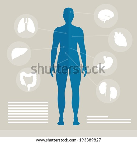 Vector Illustration of Human Organs