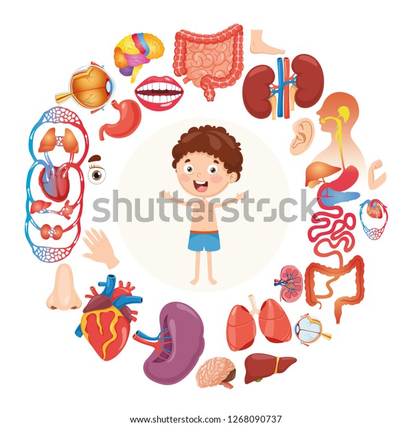 Vector Illustration Human Organs Stock Vector (Royalty Free) 1268090737