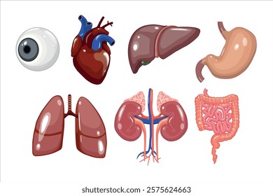 Vector illustration of human organs including the heart, lungs, liver, kidneys, stomach, intestines, and eye, rendered in vibrant colors for educational purposes on white background.