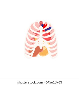 Vector illustration of human organs. Rib cage, lungs, heart and stomach. Internal organs icons and symbols