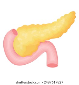 Vector illustration of a human pancreas. The concept of organs for study for medical and biological purposes. Picture for books, magazines and articles