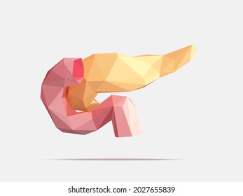 Vector illustration of human pancreas and duodenum with faceted low-poly geometry effect. Stylized anatomy of internal human organ pancreas