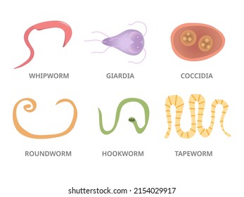 Vector Illustration of a Human Parasites, hookworm whipworm tapeworm coccidia
