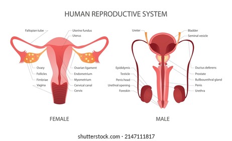 Vector illustration of the human reproductive system, man and woman. Set of human male and female reproductive system with parts labeled on white isolated background. Medical educational diagram.